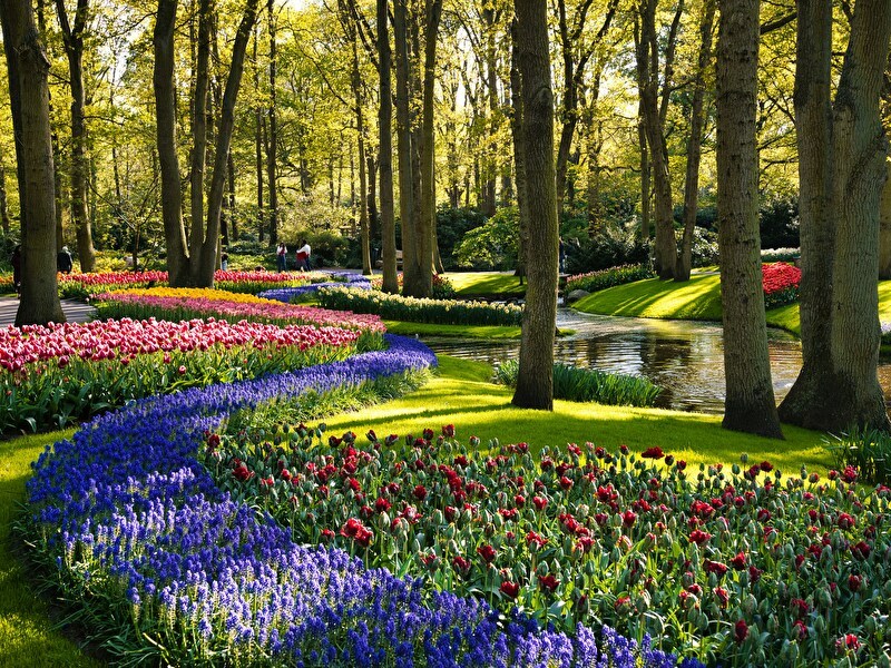 Kleurrijke bloemenvelden in de Keukenhof met bloeiende tulpen, hyacinten en andere voorjaarsbloemen, omgeven door groene bomen en een sierlijke waterstroom. Wandelaars genieten van de prachtige lentetuin.