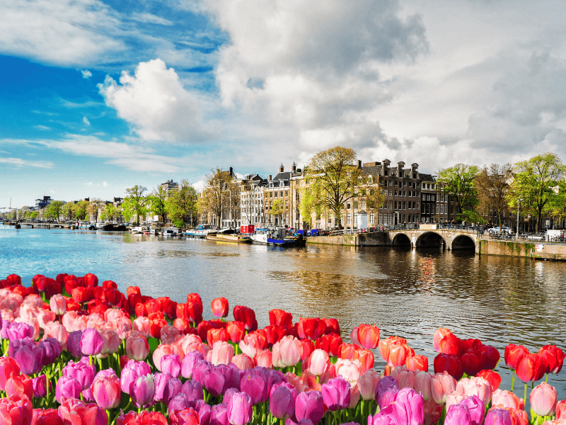 Amsterdamse gracht met verschillende kleuren tulpen, grachtenpanden en een brug.