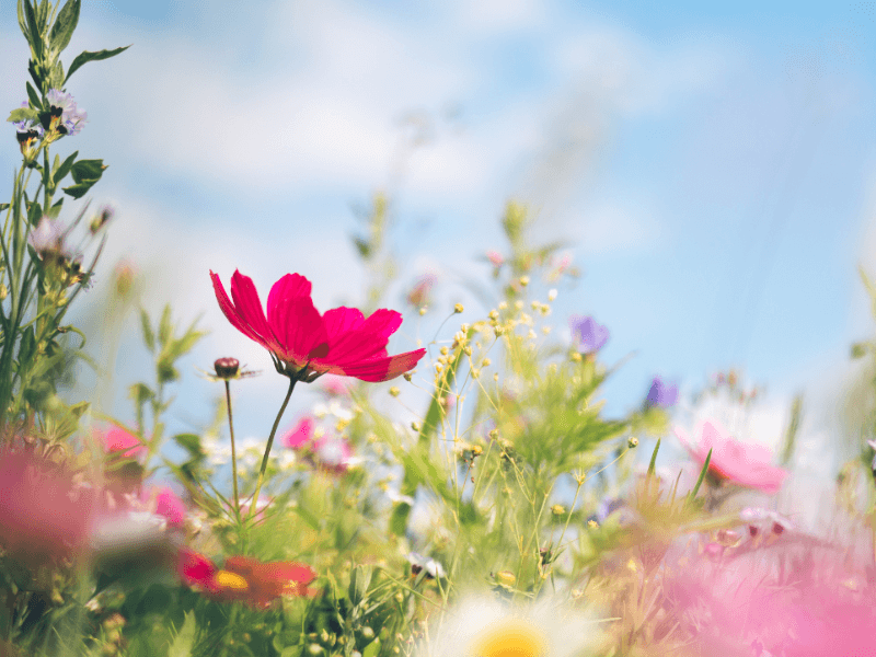 Bunte Wildblumen blühen unter einem blauen Himmel an einem sonnigen Frühlingstag.